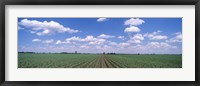 Framed Cornfield, Marion County, Illinois, USA