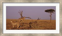Framed View of two Cheetahs in the wild, Africa