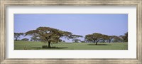 Framed Kenya, View of trees in flat grasslands