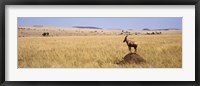 Framed Side profile of a Topi standing on a termite mound, Masai Mara National Reserve, Kenya