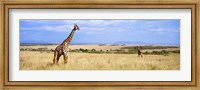 Framed Giraffe, Maasai Mara, Kenya