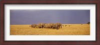 Framed Elephants of Masai Mara National Reserve, Kenya