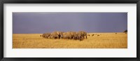 Framed Elephants of Masai Mara National Reserve, Kenya