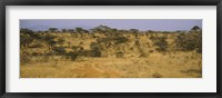 Framed Trees on a landscape, Samburu National Reserve, Kenya