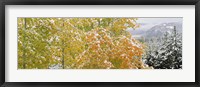 Framed Trees in a forest, Grand Teton National Park, Wyoming, USA