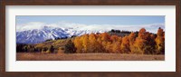 Framed Autumn Grand Teton National Park WY