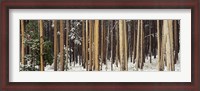 Framed Lodgepole Pines and Snow Grand Teton National Park WY