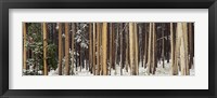 Framed Lodgepole Pines and Snow Grand Teton National Park WY