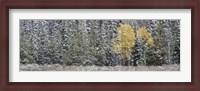 Framed Pine Trees In A Forest, Grand Teton National Park, Wyoming, USA