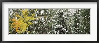 Framed Trees covered with snow, Grand Teton National Park, Wyoming, USA