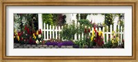 Framed Flowers and picket fence in a garden, La Jolla, San Diego, California, USA