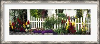 Framed Flowers and picket fence in a garden, La Jolla, San Diego, California, USA
