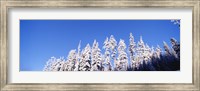 Framed Pine Trees in Winter, Oregon