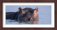 Framed Close-up of a hippopotamus submerged in water