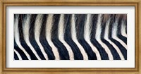 Framed Close-up of a Greveys zebra stripes and mane