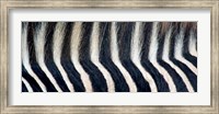 Framed Close-up of a Greveys zebra stripes and mane