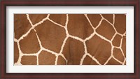 Framed Close-up of a reticulated giraffe markings