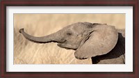 Framed Close-up of a African elephant calf at play