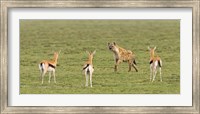 Framed Three Gazelle fawns (Gazella thomsoni) and a Spotted hyena (Crocuta crocuta) in a field, Ngorongoro Conservation Area, Tanzania