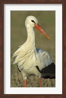 Framed Close-up of an European white stork, Ngorongoro Conservation Area, Arusha Region, Tanzania (Ciconia ciconia)