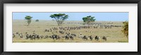 Framed Herd of wildebeest and zebras in a field, Ngorongoro Conservation Area, Arusha Region, Tanzania