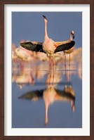 Framed Lesser flamingo wading in water, Lake Nakuru, Kenya (Phoenicopterus minor)