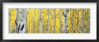 Framed Aspen trees in a forest