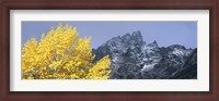 Framed Aspen tree with mountains in background, Mt Teewinot, Grand Teton National Park, Wyoming, USA