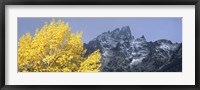 Framed Aspen tree with mountains in background, Mt Teewinot, Grand Teton National Park, Wyoming, USA