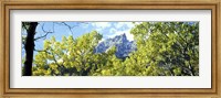 Framed Aspen trees in a forest with mountains in the background, Mt Teewinot, Grand Teton National Park, Wyoming, USA