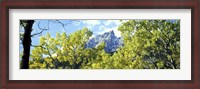 Framed Aspen trees in a forest with mountains in the background, Mt Teewinot, Grand Teton National Park, Wyoming, USA