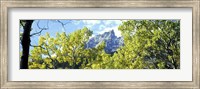 Framed Aspen trees in a forest with mountains in the background, Mt Teewinot, Grand Teton National Park, Wyoming, USA