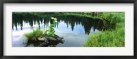 Framed Cow Parsnip (Heracleum maximum) flowers in a pond, Moose Pond, Grand Teton National Park, Wyoming, USA