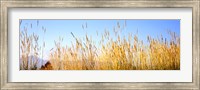 Framed Tall grass in a national park, Grand Teton National Park, Wyoming, USA