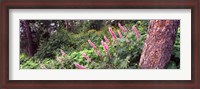 Framed Hollyhock (Alcea rosea) flowers in a national park, Grand Teton National Park, Wyoming, USA