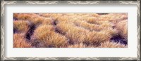 Framed Dry grass in a national park, South Fork Cascade Canyon, Grand Teton National Park, Wyoming, USA