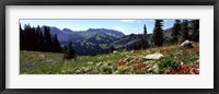 Framed Wildflowers in a field, Rendezvous Mountain, Teton Range, Grand Teton National Park, Wyoming, USA