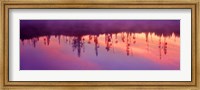 Framed Reflection of plants in a lake at sunrise, Taggart Lake, Grand Teton National Park, Wyoming, USA