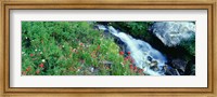 Framed Wildflowers near a stream, Grand Teton National Park, Wyoming, USA