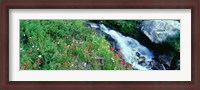 Framed Wildflowers near a stream, Grand Teton National Park, Wyoming, USA