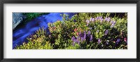 Framed High angle view of Lupine and Spirea flowers near a stream, Grand Teton National Park, Wyoming, USA