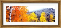 Framed Aspen trees in a forest, Blacktail Butte, Grand Teton National Park, Wyoming, USA