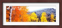 Framed Aspen trees in a forest, Blacktail Butte, Grand Teton National Park, Wyoming, USA