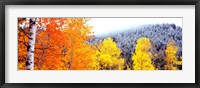 Framed Aspen trees in a forest, Blacktail Butte, Grand Teton National Park, Wyoming, USA