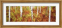 Framed Aspen trees in a forest, Shadow Mountain, Grand Teton National Park, Wyoming, USA