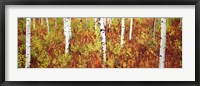 Framed Aspen trees in a forest, Shadow Mountain, Grand Teton National Park, Wyoming, USA