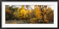 Framed Autumn trees in a park, Central Park, Manhattan, New York City, New York State, USA