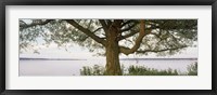 Framed Tree on a Lake, Wisconsin