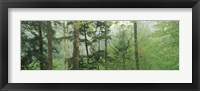 Framed Trees in spring forest, Turkey Run State Park, Parke County, Indiana, USA