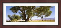 Framed Cottonwood trees in a field, Owens Valley, California, USA